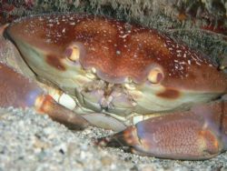 Crabby by Lora Tucker 
